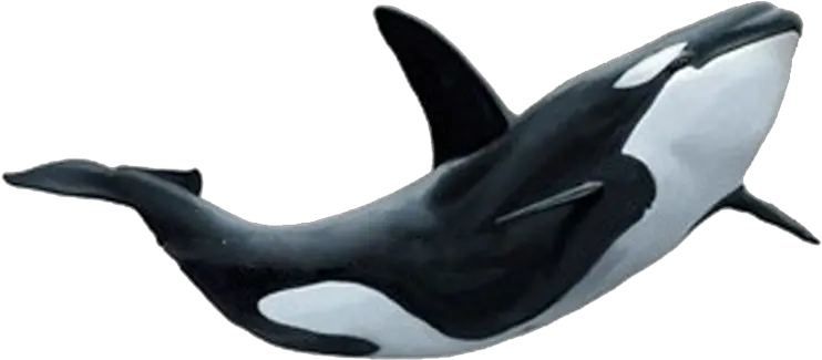 Killer Whale Png Ocean Animals Png